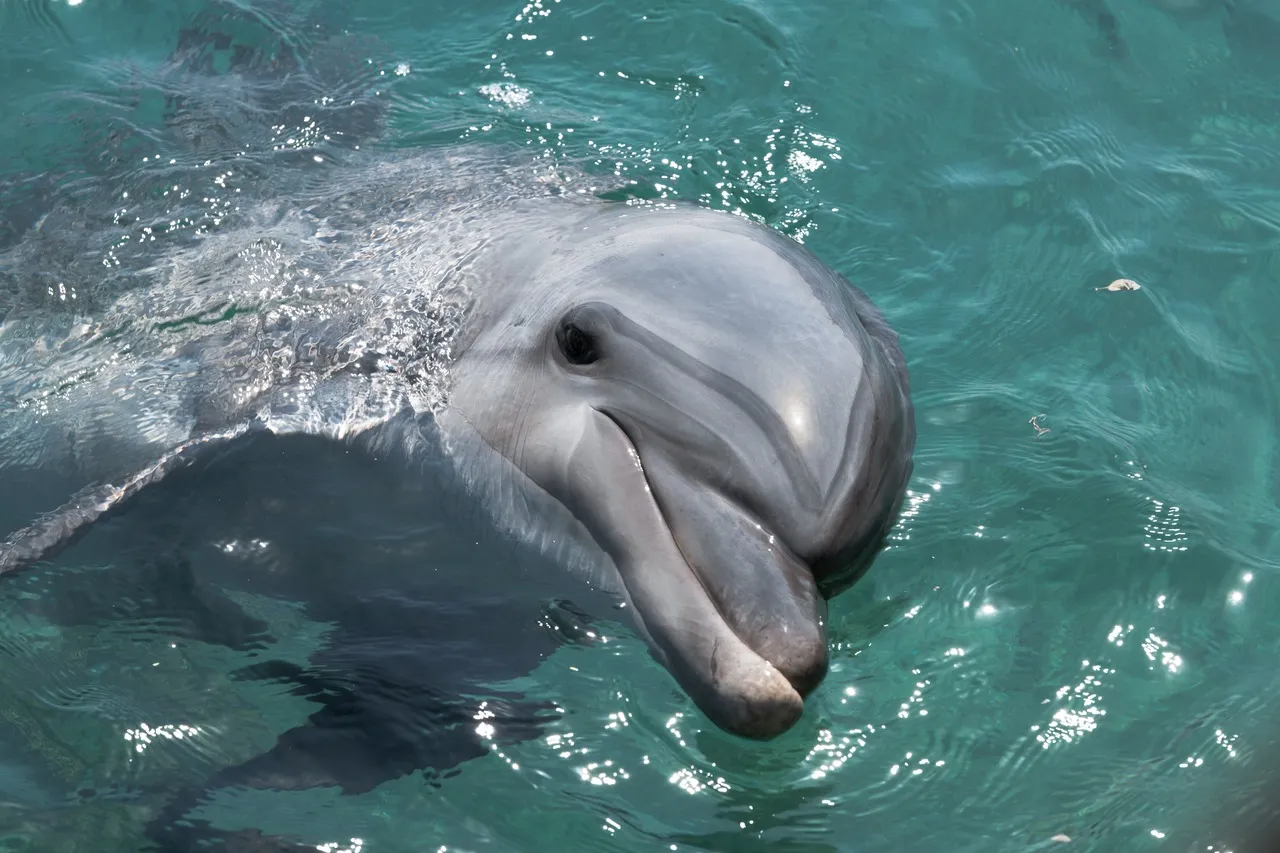 delfines-excursionesl-tenerife